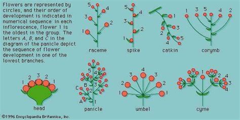 Head | inflorescence | Britannica.com