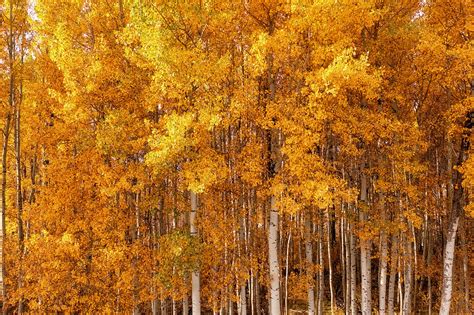 Aspen Forest Fall Colors Photograph by Christopher Johnson - Fine Art ...