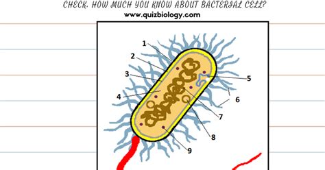 The Shapes Of Bacteria Worksheet