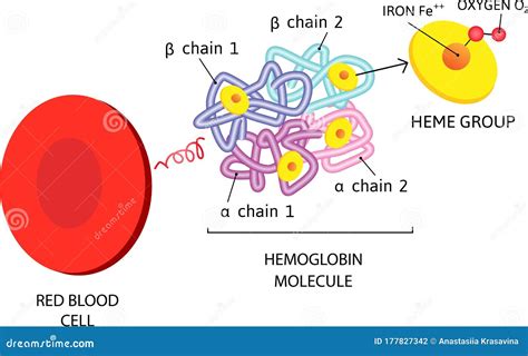 Vector Medical Icon Erythrocyte Red Blood Cell. Hemoglobin Molecule Stock Photography ...