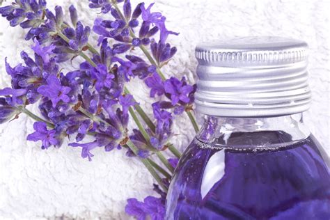 Lavender Oil as a Bug Repellent | Lavender bug repellent, Bug repellent, Bug spray recipe