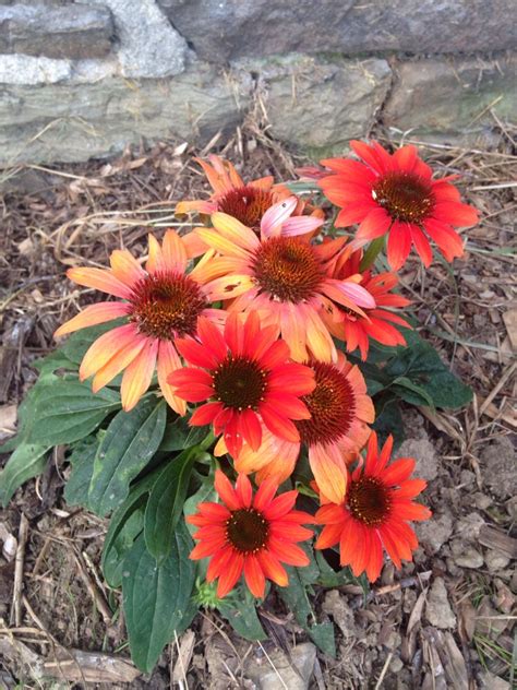 Orange Coneflowers in Sarah's Garden | Sarah's garden, Garden, Plants