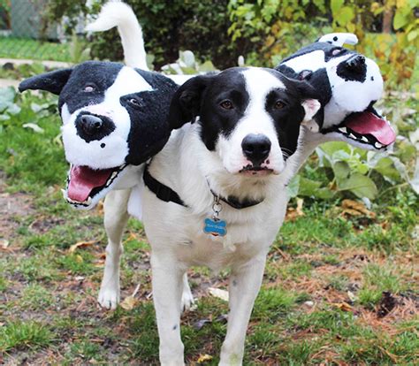 Cerberus Dogs: Funny Three-Headed Dog Halloween Costume