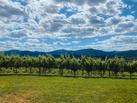 20 of the Best Wineries in Charlottesville - Trekking Price's