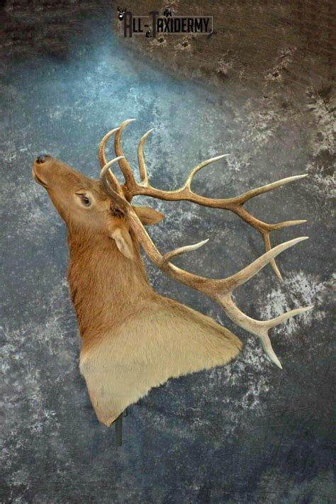 4 Elk Mount Ideas for Big Game Enthusiasts | All-Taxidermy