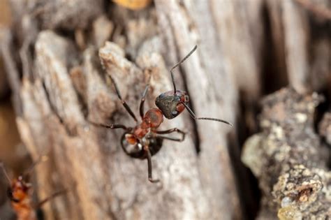 Premium Photo | Big red forest ant in natural habitat