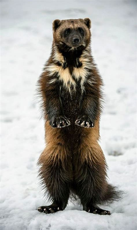 Wolverine | Wolverine animal, Rare animals, Animals beautiful