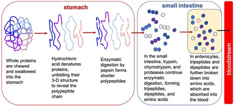 Protein Digestion and Absorption – Nutrition: Science and Everyday ...