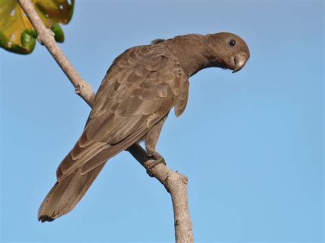 Seychelles Black parrot - a photo on Flickriver