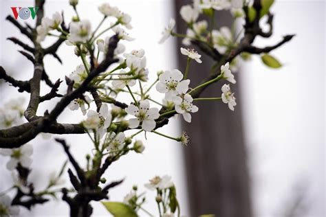 Stunning wild pear flowers line streets of Hanoi - Photo News - Dong Nai Newspaper