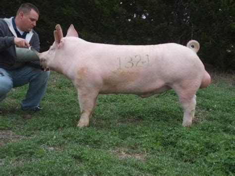 Bred Sows For Sale