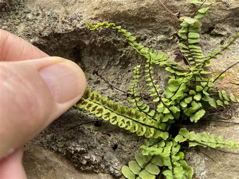 TravelMarx: Asplenium trichomanes – Another Bergamo Wall Plant