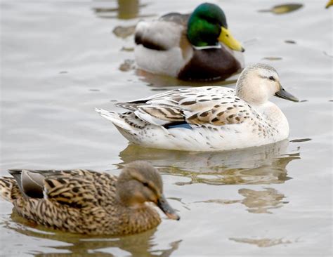 Rare leucistic mallard spotted near Lasalle Park Pier | TheSpec.com