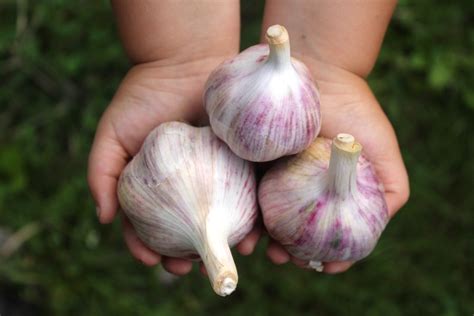 Garlic Varieties for Your Home Garden