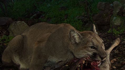 Photos: Cameras Record Lives of Mountain Lion Cubs, Deer Meal | OutdoorHub