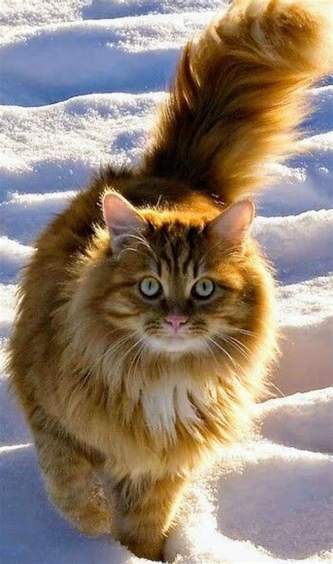 Pin by Janet on KATZEN | Norwegian forest cat, Cute cats, Beautiful cats