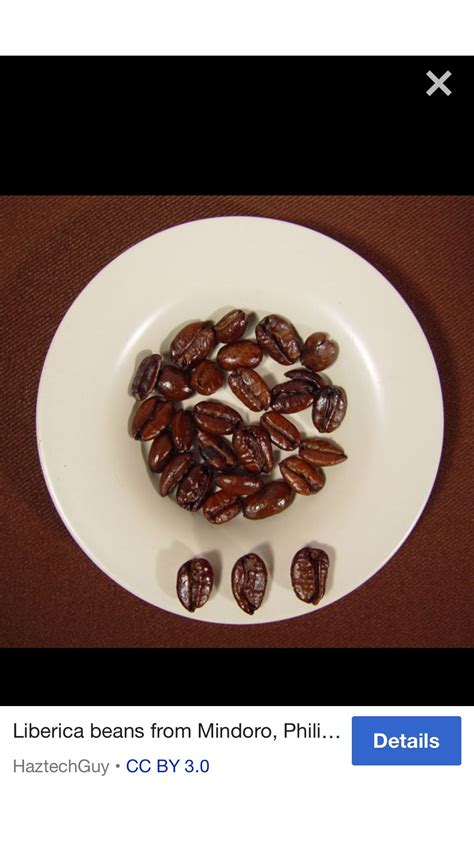 Pin by KLANA KOPI on Liberica coffee bean | Food, Tasting, Coffee beans