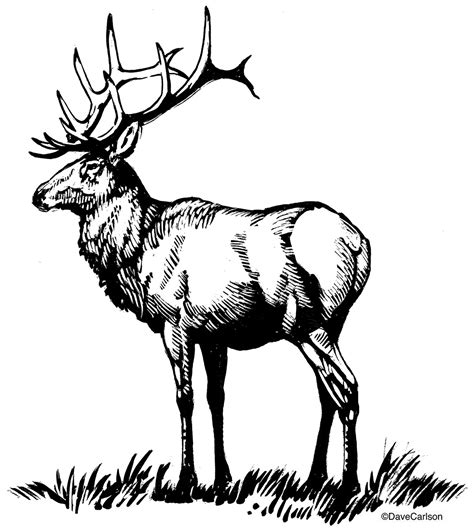 Bull Elk Drawing at GetDrawings | Free download