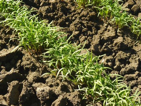 Dill seedlings stock image. Image of dirt, ground, environment - 37504837