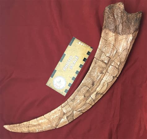 Therizinosaurus Claw Replica - Etsy