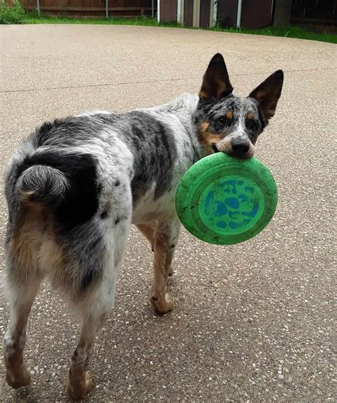 Is the Australian Shepherd Blue Heeler mix right for you? - K9 Web