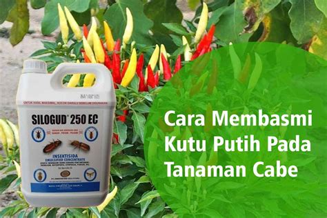 Cara Membasmi Kutu Putih Pada Tanaman Cabe | PT. Panca Prima Wijaya