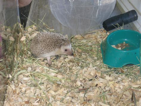 The Adventures of Hedgie the Hedgehog: Habitat in the Wild (Where Hedgehogs Live)