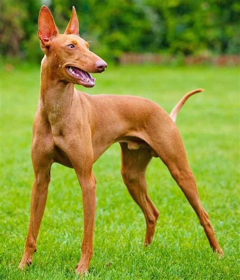 Pharaoh Hound - Dog Breed Information and Images - K9 Research Lab