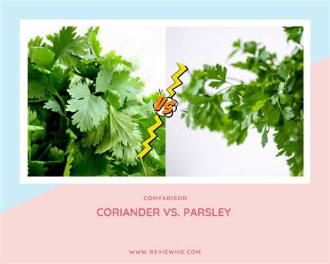 Coriander Vs. Parsley – Which Is Right For You? | Reviewho