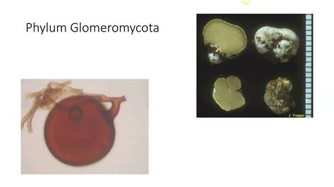 Glomeromycota - YouTube