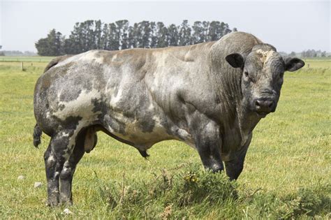 BELGIUM+BLUE | Belgian blue cattle, Belgian blue, Cow