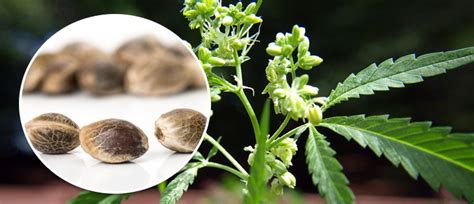 How to produce your own cannabis seeds - CannaConnection