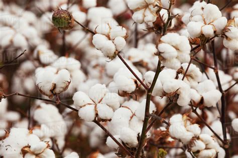 Close up on part of a cotton plant loaded with open bolls, harvest ...