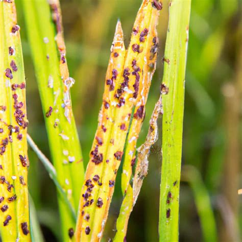 Rice Brown Spot Management in Paddy: Symptoms, Treatment, Chemical ...