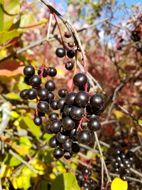 Western Chokecherry... makes amazing wine, jam, jelly! | Fruit trees ...