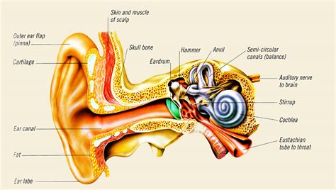 Discovering Something New -- ongoing learning: How the ear works