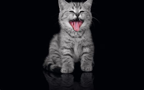 Cool Cat Backgrounds - Wallpaper Cave