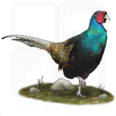 Stock Art Drawing of a Green Pheasant