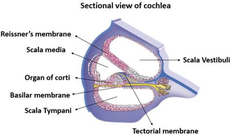 Where is the organ of corti located in the cochlea?