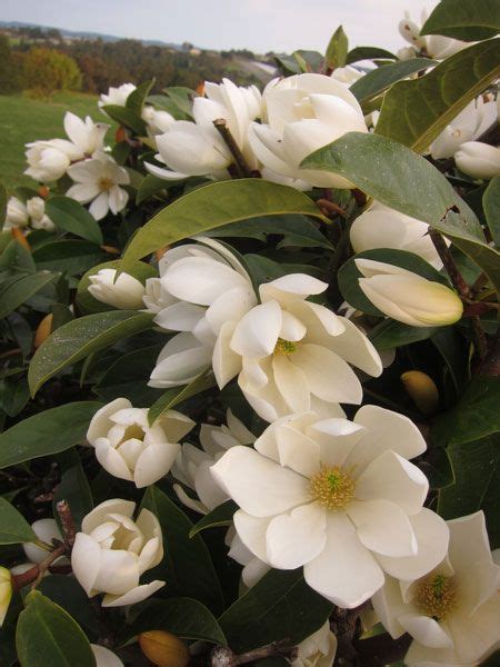 Magnolia 'Fairy Cream ('Micjur02') (PBR)' - fairy magnolia | Magnolia flower, Evergreen magnolia ...