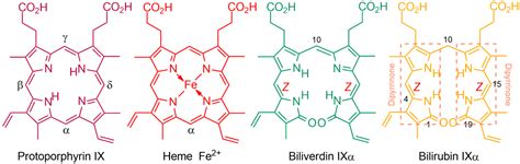 Molecules | Free Full-Text | Insights into the Structures of Bilirubin and Biliverdin from ...