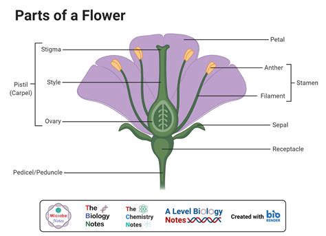 Monocot Plant Diagram