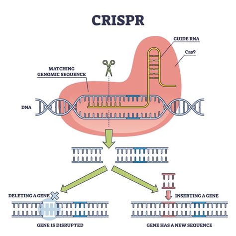 CRISPR-Cas, mechanism - Mutans