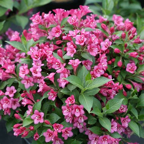 Weigela Varieties: 10 Common & Rare Types Of Weigela | The Home Tome