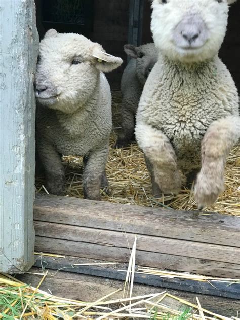 Little Farmstead: Introducing Our Babydoll Southdown Sheep...