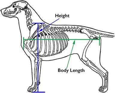 Frontiers | Working Dog Structure: Evaluation and Relationship to Function