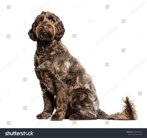 Labradoodle Crossbreed Dog Between Labrador Toy Stock Photo 1675993336 ...