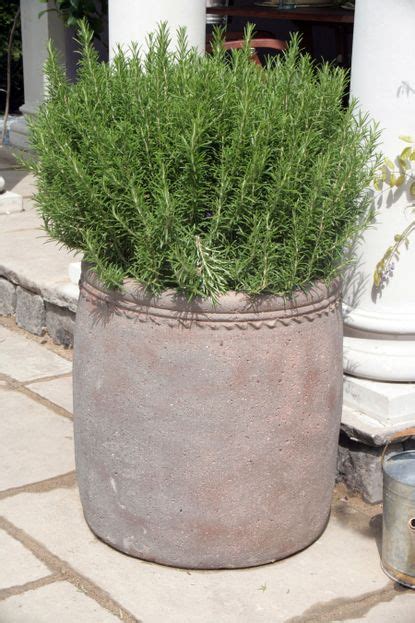 The best shrubs for containers – 6 options perfect for pots | Livingetc