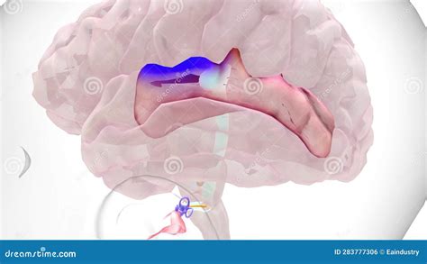 Auditory Pathway Primary Auditory Cortex Stock Footage - Video of hear ...