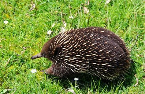 Echidna - Description, Habitat, Image, Diet, and Interesting Facts